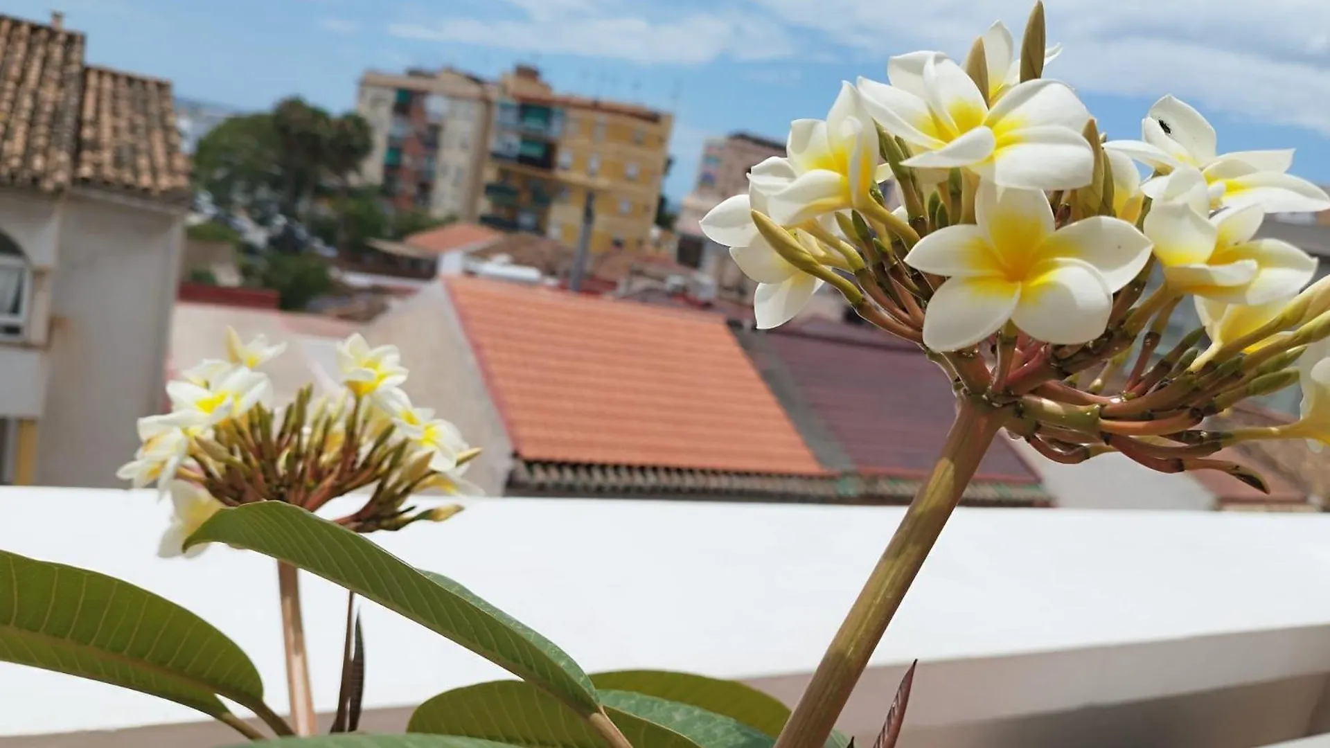 Apartamento Plumaria Málaga